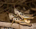 Humphrey's Grasshopper - photo 3