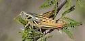 Humphrey's Grasshopper - photo 4