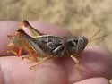 Humphrey's Grasshopper - photo 5