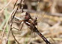 Springtime Darner