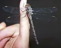 Springtime Darner - photo 2