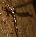 Springtime Darner - photo 3