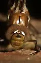Springtime Darner - photo 4