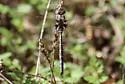 Springtime Darner - photo 5