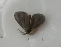 Basicladus tracyi - Hodges#0450