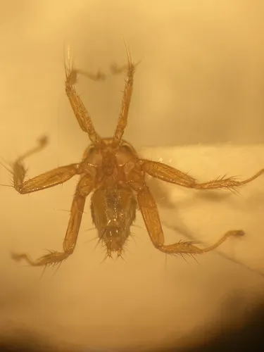 Basilia forcipata - photo 2