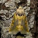 Basilodes chrysopis - Hodges#9780