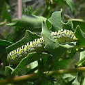 Basilodes chrysopis - Hodges#9780 - photo 2
