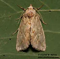 Basilodes straminea - Hodges#9781.1