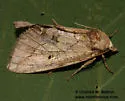 Basilodes straminea - Hodges#9781.1 - photo 2