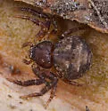 Bassaniana floridana - photo 2