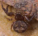 Bassaniana floridana - photo 3