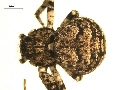 Bassaniana utahensis