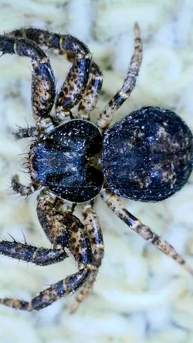 Bassaniana utahensis - photo 2