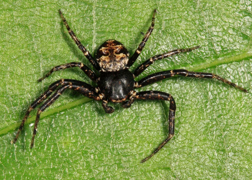 Bassaniana utahensis - photo 3