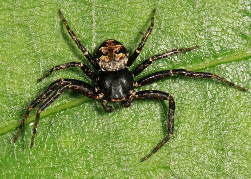 Bassaniana utahensis - photo 4