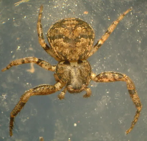 Bassaniana utahensis - photo 6