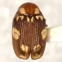 Bassareus areolatus