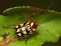Bassareus brunnipes - photo 2