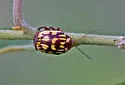 Bassareus brunnipes - photo 3