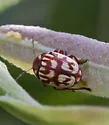 Bassareus brunnipes - photo 4