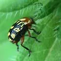 Bassareus brunnipes - photo 5