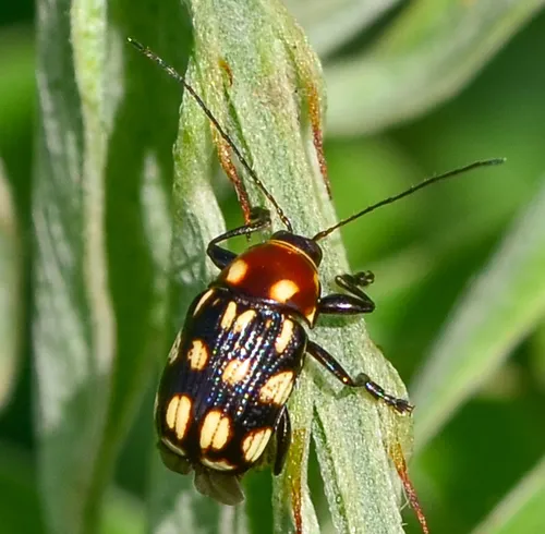 Bassareus clathratus