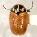 Bassareus croceipennis