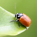 Bassareus croceipennis - photo 2
