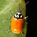 Bassareus croceipennis - photo 3