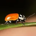 Bassareus croceipennis - photo 4