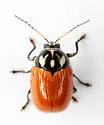 Bassareus croceipennis - photo 5