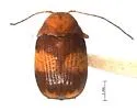 Bassareus detritus