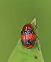 Bassareus detritus - photo 4