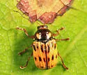 Bassareus formosus - photo 4