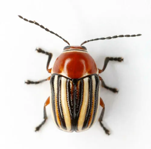 Bassareus lituratus