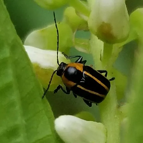 Bassareus lituratus - photo 2