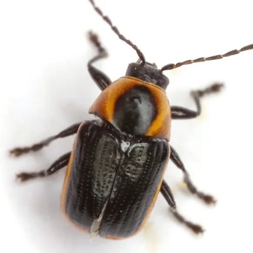 Bassareus lituratus - photo 4