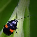 Bassareus mammifer - photo 2
