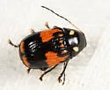 Bassareus mammifer - photo 3