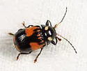 Bassareus mammifer - photo 4