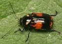 Bassareus mammifer - photo 5