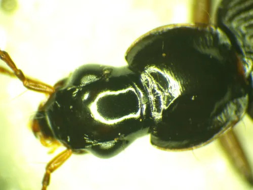Platynus livens - photo 2