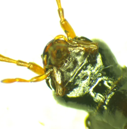 Platynus livens - photo 3