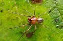 Bathyphantes alascensis