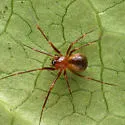 Bathyphantes alascensis - photo 4