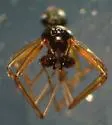 Bathyphantes alboventris