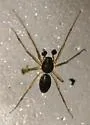 Bathyphantes alboventris - photo 2