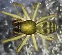Bathyphantes alboventris - photo 3