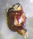 Bathyphantes alboventris - photo 5